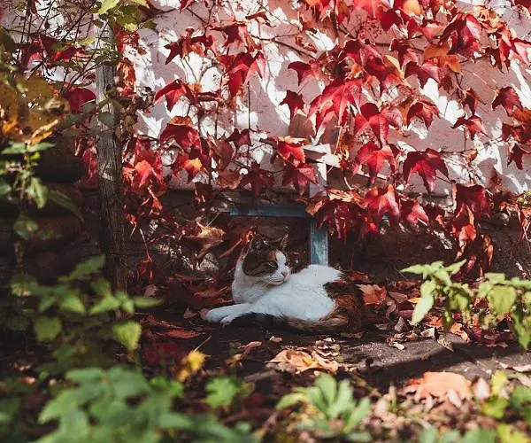 Haus Annerl * 格伦德尔湖